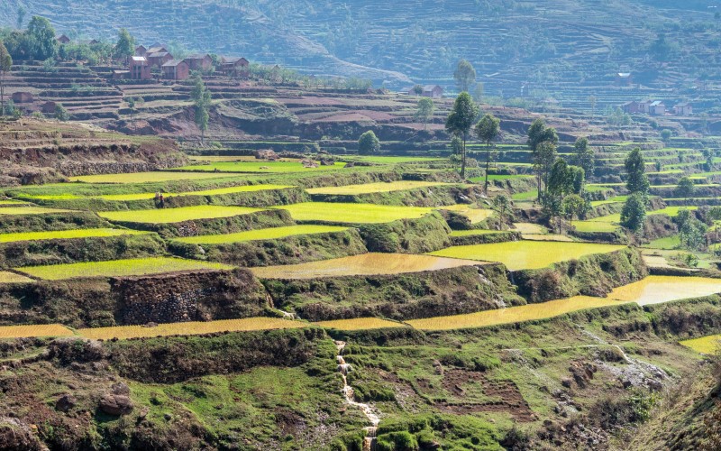 Antananavio