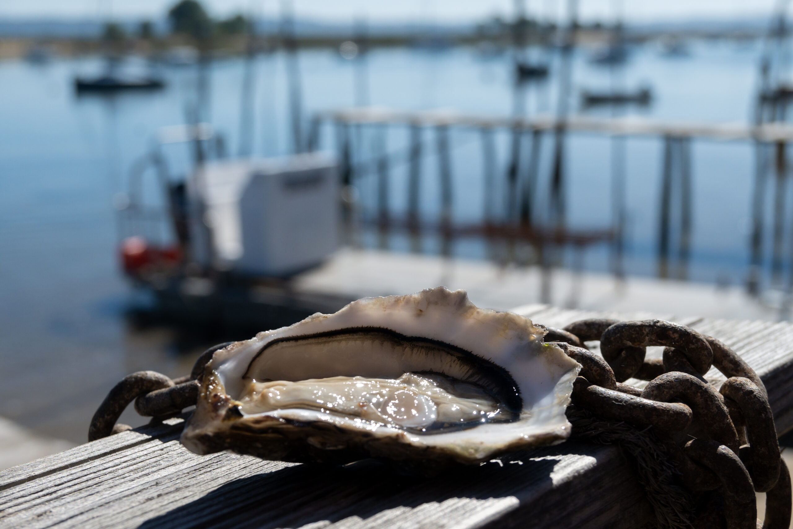 Eating Of Fresh Live Oysters With Citron At Farm Cafe In Oyster Farming Village, With View On Boats And Water Of Arcachon Bay, Cap Ferret Peninsula, Bordeaux, France